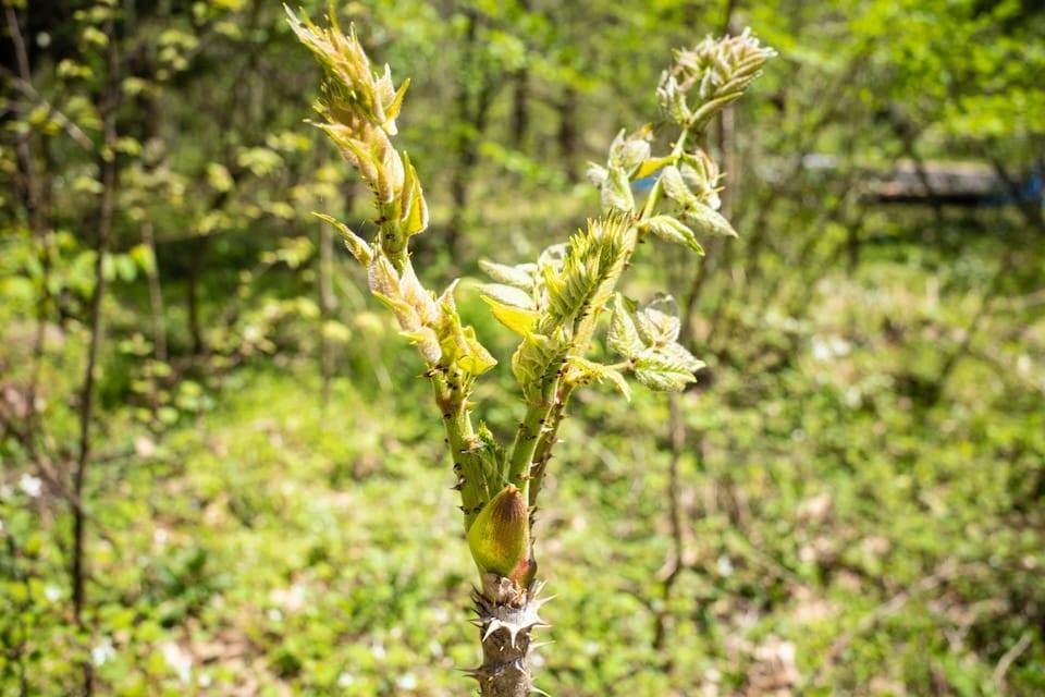 sansai-sansai-2-20240414